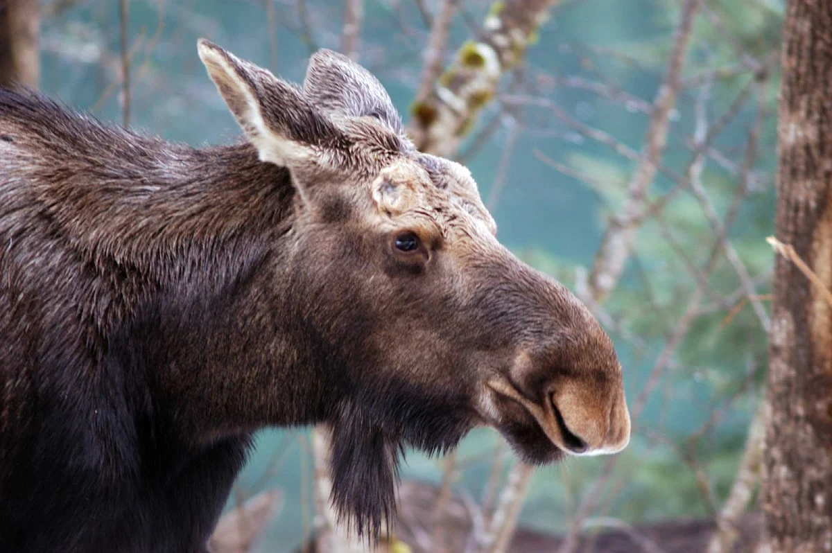 Glacier-Bay-moose - A moose in Glacier Bay National Park, Alaska.