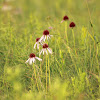 Purple Coneflower