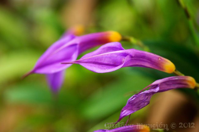 Masdevallia rosea orchid