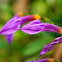 Masdevallia rosea orchid