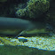 Shortfin eel