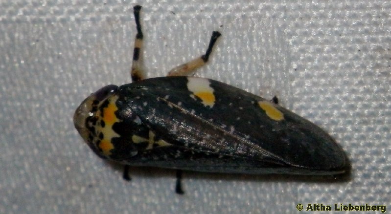 Tipuana Spittle Bug