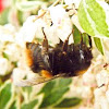 Buff-tailed Bumblebee