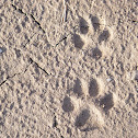 Coyote Track