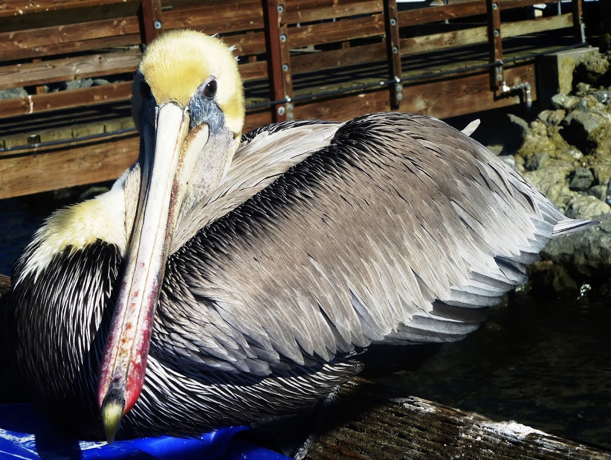 Brown Pelican