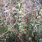 Geraldton carnation weed