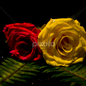 Friends and Love by Dibyendu Banik - Novices Only Flowers & Plants