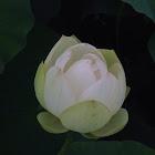 Lotus, 연꽃