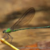 Damselfly - Clear-winged Forest Glory