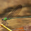 Damselfly - Clear-winged Forest Glory