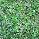 Grass