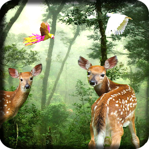 Rain Forest LWP logo