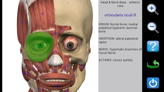 Visual Anatomy - screenshot thumbnail