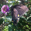 Eastern Tiger Swallowtail, female, dark form