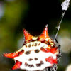 Spinyback Orbweaver Spider