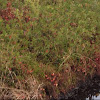 Cranberry bogs