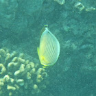 Oval Butterflyfish (kapuhili)