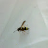 Solitary wasp