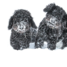 Snow Dogs by Brian Kerr - Animals - Dogs Playing