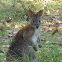 Red-necked pademelon