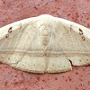 Hook tip moth