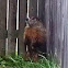 Groundhog/Woodchuck