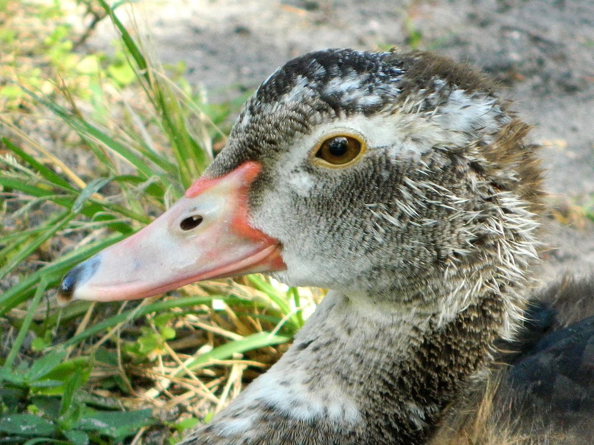 Muscovy duck (juvenile)