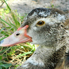 Muscovy duck (juvenile)