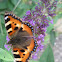 Small Tortoiseshell