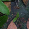 Funnel Web weaver Spider