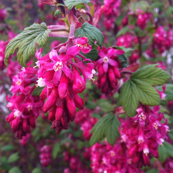 RedFlowering Currant Project Noah