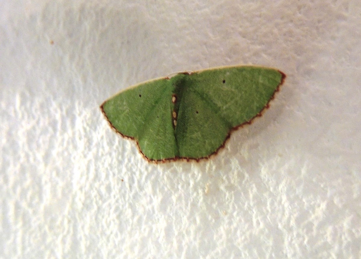 Red-bordered Emerald Moth