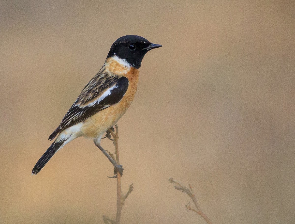 Siberian Stonechat or Asian Stonechat (male)