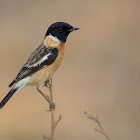 Siberian Stonechat or Asian Stonechat (male)