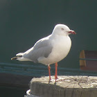 Red-billed (Silver) Gull