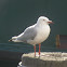 Red-billed (Silver) Gull