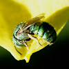 Dwarf Carpenter Bee (Female)