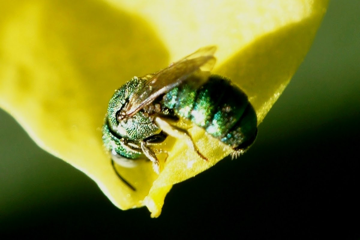 Dwarf Carpenter Bee (Female)