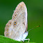 Appalachian Brown