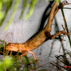 tree lizard