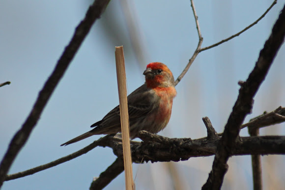 House Finch | Project Noah