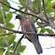 Pale-vented Pigeon