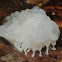 Slime Mold Plasmodium