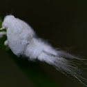 Possible Flatid Leafhopper nymph