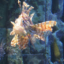 Lionfish