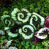 Escargot Begonia Rex