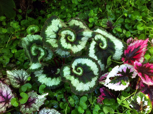 Begonia Escargot