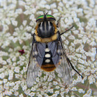 flower-feeding march fly #1