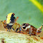 Brown Leafhopper (instars stages)