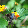 Long-tailed Skipper